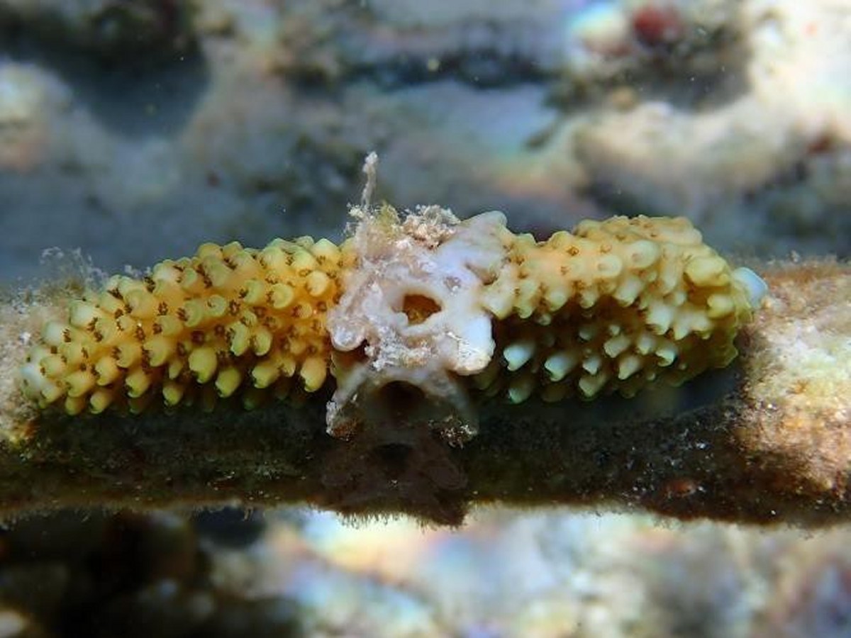 rapstrap on coral